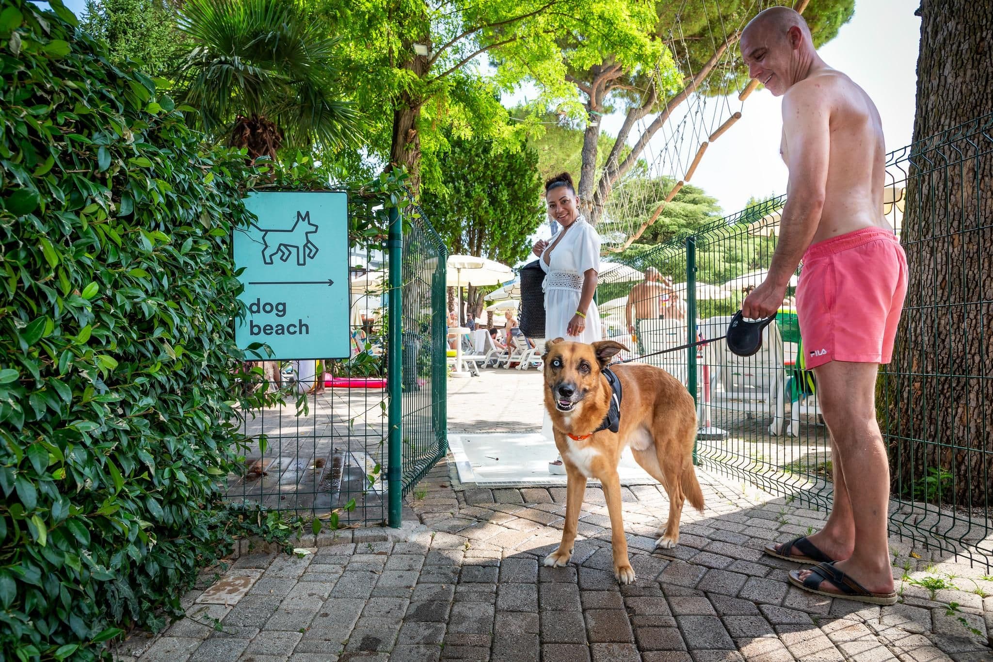 Animaux domestiques
