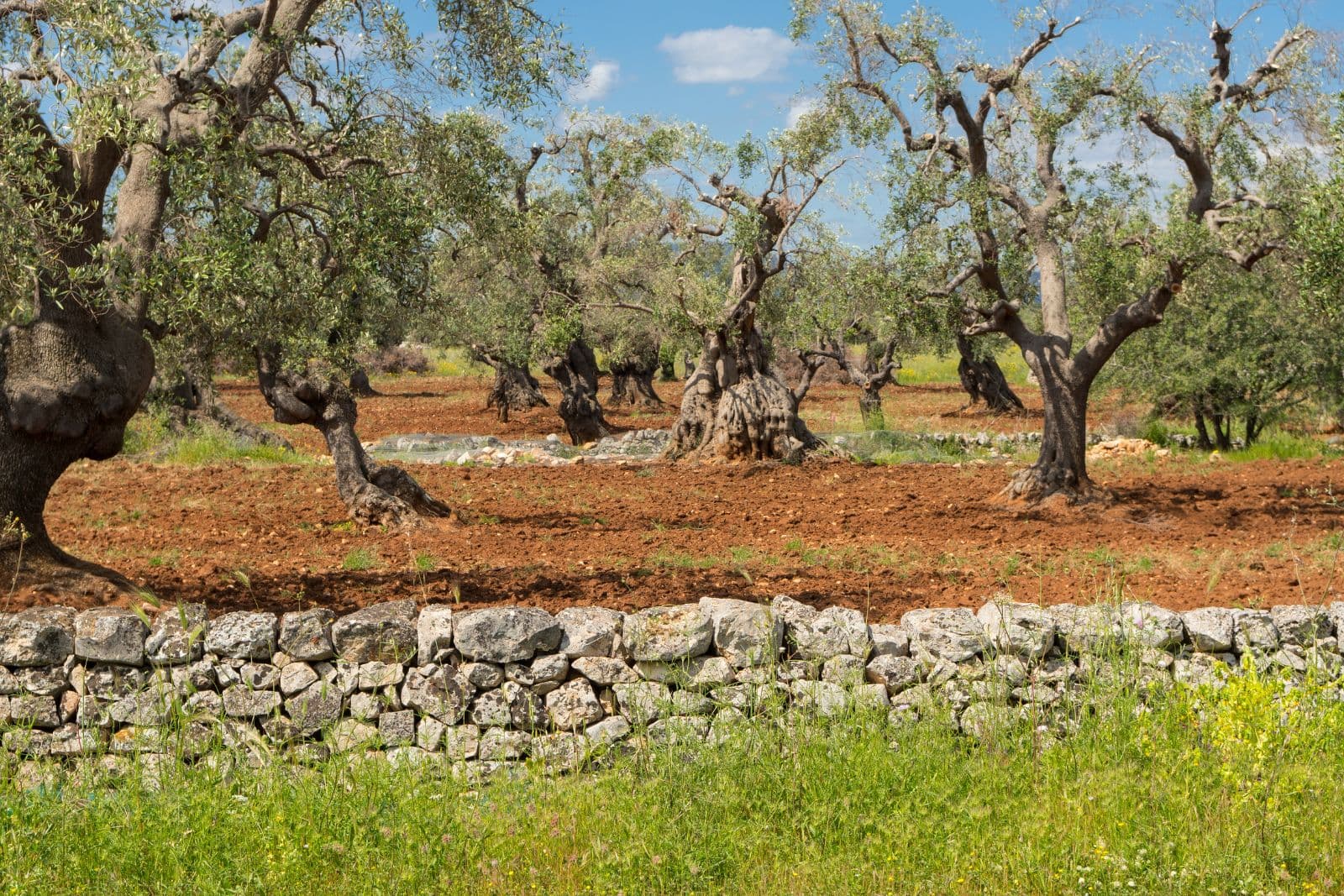 Apulia 4